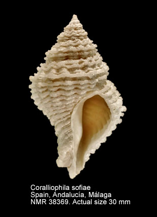 Coralliophila sofiae.jpg - Coralliophila sofiae(Aradas & Benoit,1876)